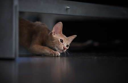 Cute red cat playingの写真素材