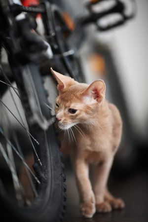 Portrait of beautiful red catの写真素材