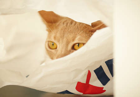 Cute small red catの写真素材