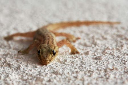 Image made by smartphone. Lizard on a sandの写真素材