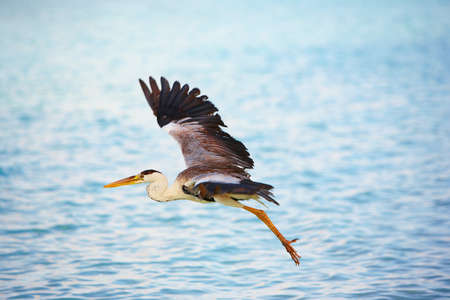 Image made by smartphone. Heron in a flyの写真素材