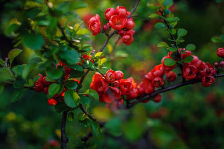 Colorful flowers from treeの写真素材