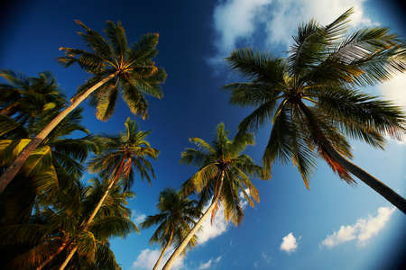 Image made by smartphone. Palm tree