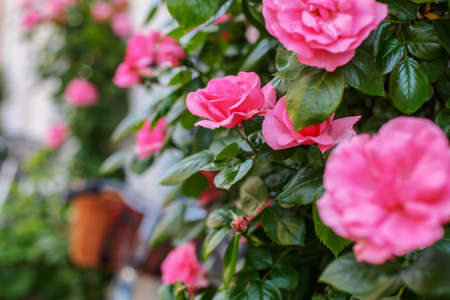 Colorful flowers background.の写真素材