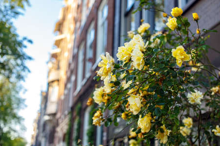 Green bushes. Yellow flowers.の写真素材