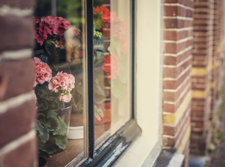 Red flowers behind window.の写真素材