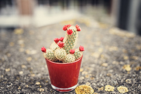 Small cactus in a pod.の写真素材