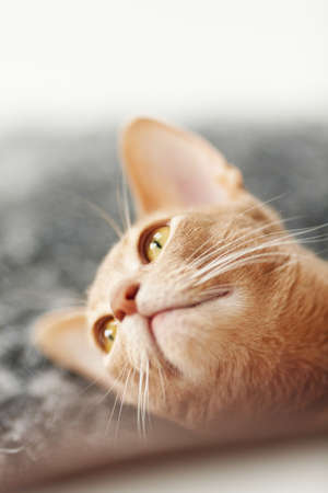 Portrait of red cat.の写真素材