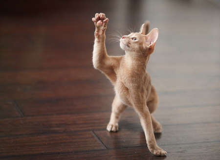 Portrait of red playing cat.の写真素材