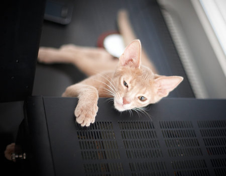 Cute little red cat lying.の写真素材