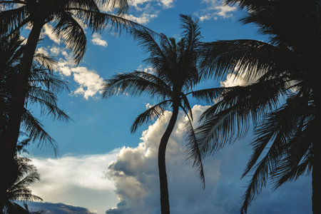 Palms silhouettes over blue sky with white clouds.の写真素材