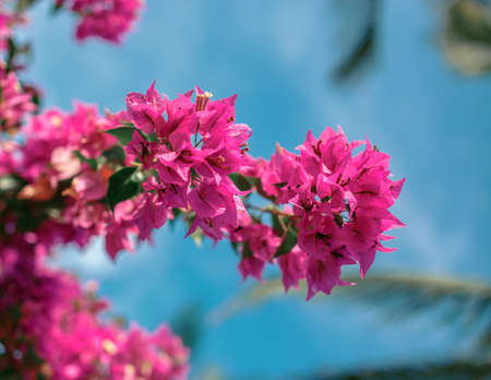 Red tree flower over blue sky.の写真素材