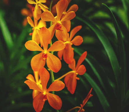 Beautiful orange orchid over green background.の写真素材