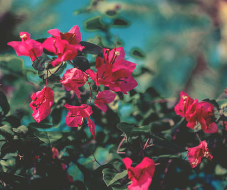 Red tree flower over blue sky.