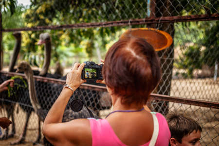 Woman photo shooting ostrichs in a cage.