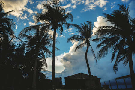 Palms silhouettes over blue sky with white clouds.の写真素材