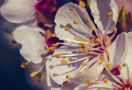 Colorful tree's flowers.の写真素材