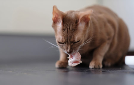 Red cat eats.