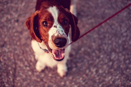 Close up portrait of brown dog.の写真素材