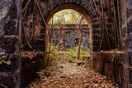 Old stone ruins in a jungle.の写真素材