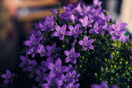 Decorative purple flowers in a pot.の写真素材