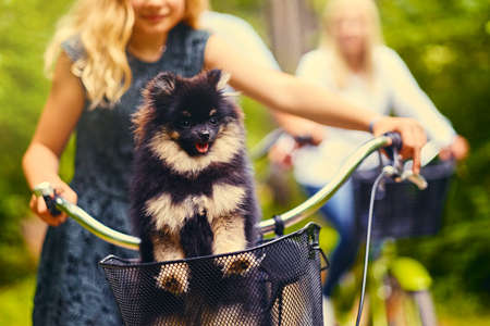Blond girl on a bicycle and a Spitz dog in a basket.の写真素材