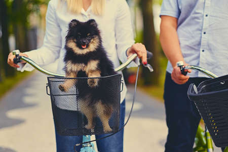 Black and yellow Spitz dog in a basket.の写真素材