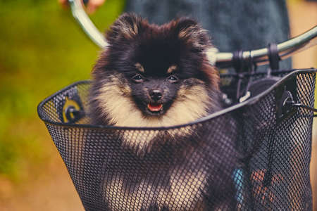 Black and yellow Spitz dog in a basket.の写真素材