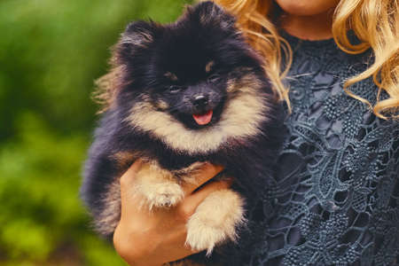 Black and yellow Spitz dog in a basket.の写真素材