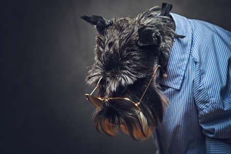 Studio portrait of fashionable schnauzer dogs dressed in a blue shirt and sunglasses.の写真素材