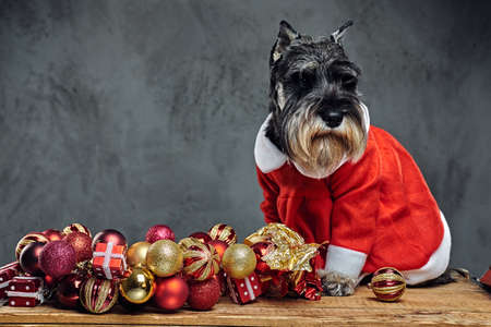 Funny schnauzer dog dressed in Christmas dress on a wooden box with Xmas garland balls over grey background.の写真素材