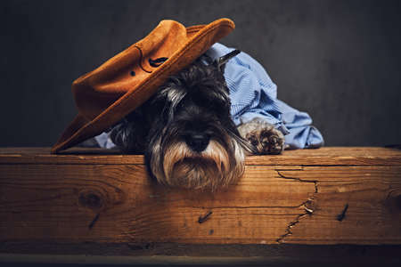 Fashionable schnauzer dog dressed in a blue shirt and yellow hat.の写真素材
