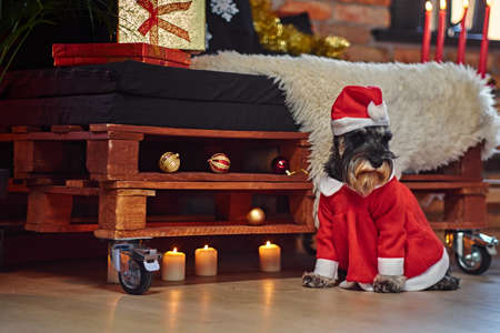 Schnauzer dog dressed in Christmas clothes in a loft interior room with Xmas decoration.の写真素材