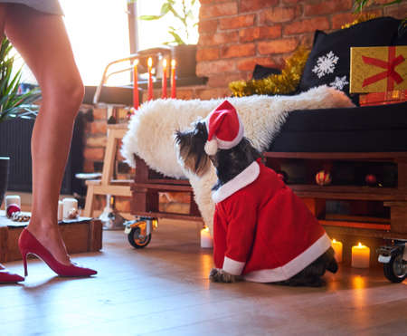 Schnauzer dog dressed in Christmas clothes in a loft interior room with Xmas decoration.の写真素材
