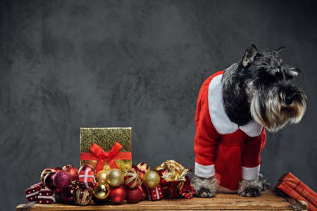 Funny schnauzer dog dressed in Christmas dress on a wooden box with Xmas garland balls over grey background.の写真素材