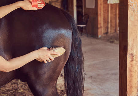 Cute brown horse in the countryside.の写真素材