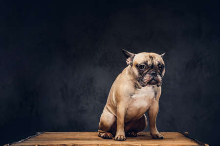 Studio portrait of a cute dog. Breed pugの写真素材