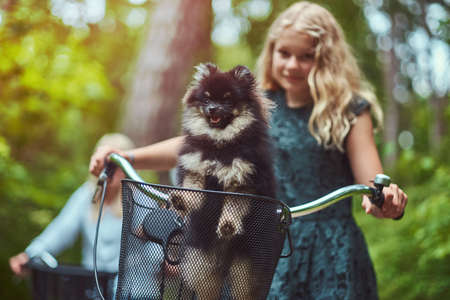 Portrait of a mother and daughter with a blonde hair on a bicycle ride with their cute little spitz dog in a park.の写真素材