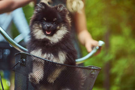 Cute Spitz dog in the bicycle basket on a ride.の写真素材
