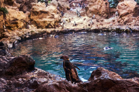 Group of Emperor penguins on an artificial environment the national zoo.の写真素材