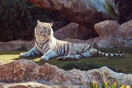 White Bengal tiger sits in the shade on the park in the national zoo, resting on a hot summer day.の写真素材
