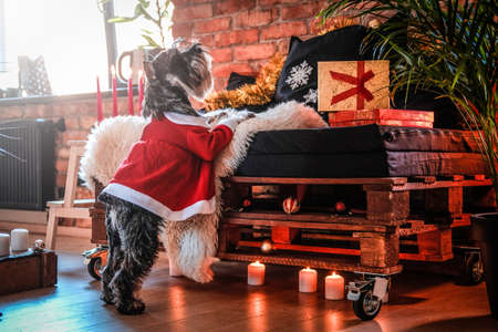 Cute Scottish terrier wearing Santas costume is standing on two legs, leaning on the sofa in a decorated apartment with loft interior at Christmas timeの写真素材