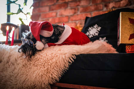 Cute Scottish terrier wearing Santas costume and sunglasses lying on a sofa in a decorated apartment with loft interior at Christmas time.の写真素材