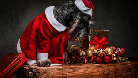 Cute Scottish terrier wearing Santas costume looking down while sitting on a wooden pallet surrounded by gifts and balls at Christmas time.の写真素材