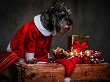 Cute Scottish terrier wearing Santas costume looking down while sitting on a wooden pallet surrounded by gifts and balls at Christmas time.の写真素材