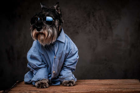 Fashion dog concept. Cute fashionable Scottish terrier wearing a blue shirt and sunglasses on a gray background.の写真素材