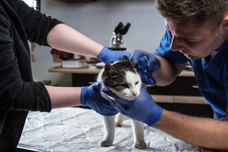 Male veterinarian examining cat ear infection with an otoscope in a vet clinic.