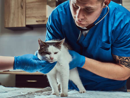 Veterinary doctor examining a sick cat with stethoscope in a vet clinicの写真素材