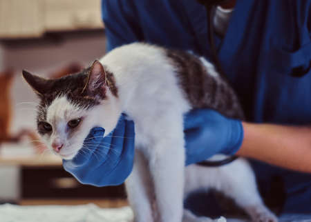 Veterinary doctor examining a sick cat with stethoscope in a vet clinicの写真素材