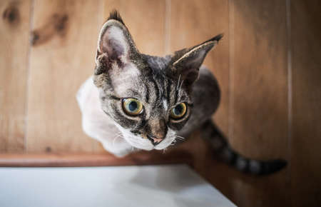 Photo of a Canadian sphinx in a cozy house